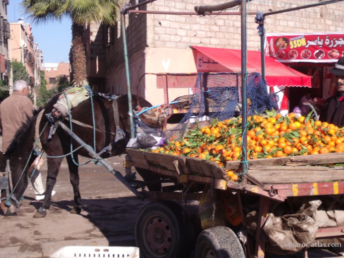 Voyage au Maroc en janvier 2015