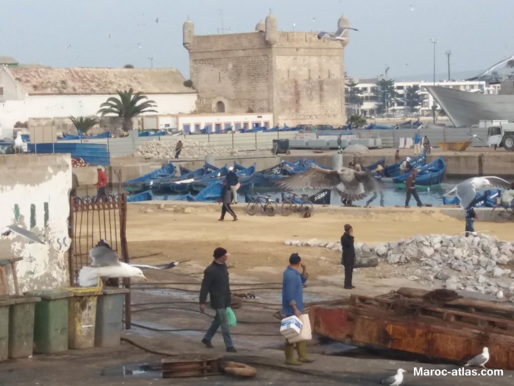 Maroc Atlas Port de pécheurs berbère d'Essaouira - Janvier 2018