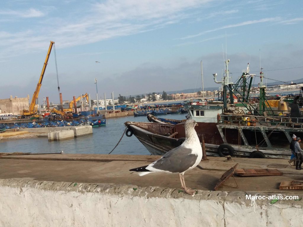 Maroc Atlas port sardinier d'Essaouira - Janvier 2018